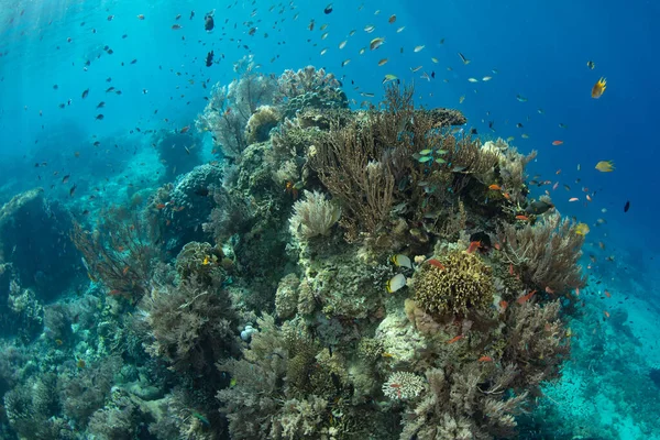 Uma Variedade Corais Peixes Prosperam Recife Raso Saudável Perto Komodo — Fotografia de Stock