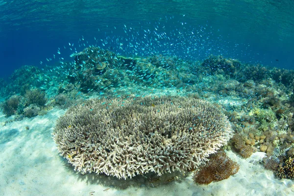 인도네시아의 코모도 근처에 건강에 산호초에서는 산호와 물고기들 이번성 있습니다 지역은 — 스톡 사진