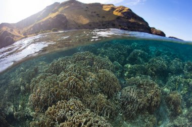 Endonezya, Komodo yakınlarındaki sığ ve sağlıklı bir resifte bir dizi resif inşa eden mercan yer için yarışıyor. Bu bölge, olağanüstü deniz biyolojik çeşitliliğiyle bilinen Mercan Üçgeni 'nin içindedir..