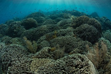 Endonezya, Komodo yakınlarındaki sığ ve sağlıklı bir resifte bir dizi resif inşa eden mercan yer için yarışıyor. Bu bölge, olağanüstü deniz biyolojik çeşitliliğiyle bilinen Mercan Üçgeni 'nin içindedir..