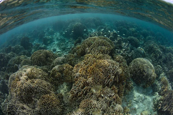 Szeroki Wachlarz Koralowców Budujących Rafy Rywalizuje Przestrzeń Płytkiej Zdrowej Rafie — Zdjęcie stockowe