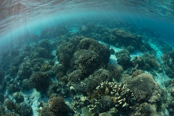 在印度尼西亚科莫多附近的一个浅浅的 健康的珊瑚礁上 一系列造礁珊瑚竞相寻找空间 该地区位于珊瑚三角区 该地区以其独特的海洋生物多样性而闻名 — 图库照片