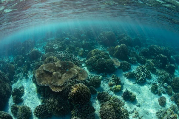 Egy Sor Zátonyépítő Korall Verseng Helyért Egy Sekély Egészséges Zátonyon — Stock Fotó