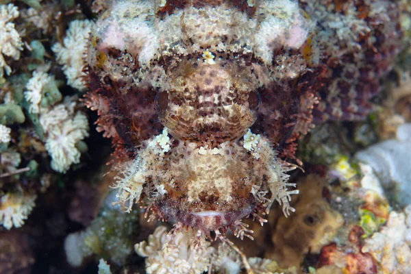 在印度尼西亚 一条伪装得很好的蝎鱼正等着在一个健康的珊瑚礁上伏击猎物 — 图库照片