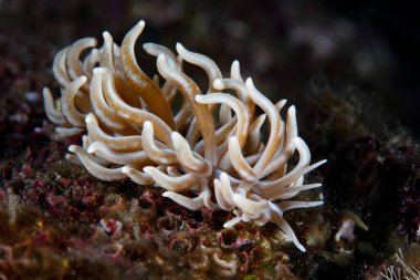 Sarı uçlu fillodesmiyum çıplaklık dalı, Phyllodesmium briareum, Endonezya 'da deniz tabanında sürünür. Bu muhteşem deniz sümüklüböceği türü yumuşak mercanlarla beslenir.. 