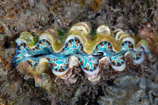 Młode Małże Tridacna Squamosa Rosną Rafie Koralowej Indonezji Olbrzymie Małże — Zdjęcie stockowe