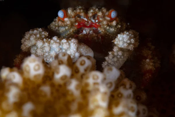 发现一只蓝眼睛的珊瑚蟹Cymo Quadrilobatus栖息在一个波西洛波拉珊瑚群落的树枝上 — 图库照片