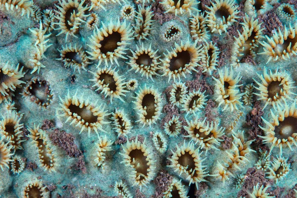 印度尼西亚一个生长在珊瑚礁上的动物蚁群的息肉的细节 动物类动物是小型的热带海葵状动物 — 图库照片