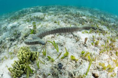 Bir deniz yılanı, Acrochordus granulatus, Endonezya 'daki Komodo Ulusal Parkı' nda küçük bir çayırda balık avlar. Bu sürüngen tamamen suda yaşar ve nadiren karada bulunur..