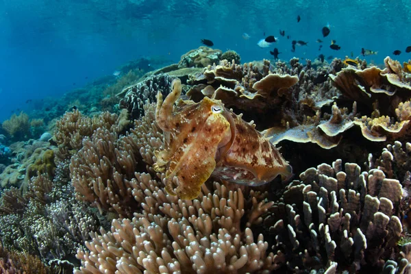 Broadclub Cuttlefish Sepia Latimanus Hovers Exquisite Coral Reef Komodo Indonesia Stock Image