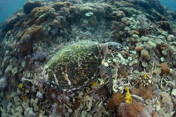 Hawksbill Sea Turtle Eretmochelys Imbricata Searches Sponges Eat Coral Reef Stock Photo