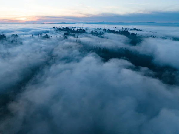 Коли Сутінки Починають Падати Густий Туман Переходить Через Кедр Ялинки — стокове фото