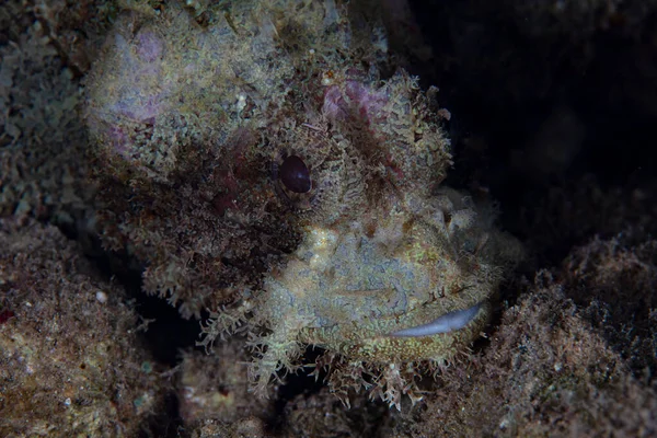 A scorpionfish blends into its reef background in the Solomon Islands. Scorpionfish are effective ambush predators commonly spotted on reefs throughout the world.