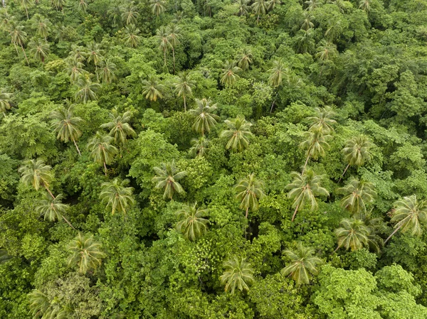Lush Jungle Thrives Remote Tropical Island Solomon Islands Beautiful Tropical Stock Photo
