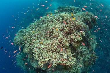 Canlı antiloplar Solomon Adaları 'nda resif oluşturan mercanların etrafında yüzerler. Bu güzel ülke muhteşem deniz biyolojik çeşitliliğine ve 2. Dünya Savaşı 'na ev sahipliği yapıyor..