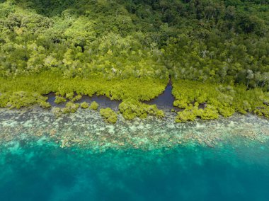A scenic mangrove forest is fringed by a healthy coral reef in the Solomon Islands. This beautiful country is home to spectacular marine biodiversity and many historic WWII sites.