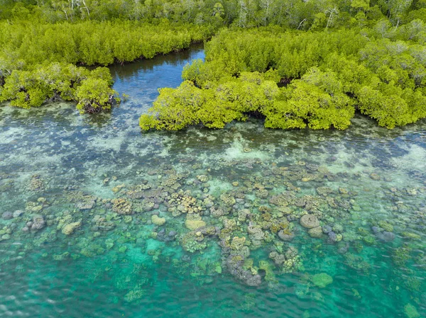 Scenic Mangrove Forest Fringed Healthy Coral Reef Solomon Islands Beautiful Stock Image