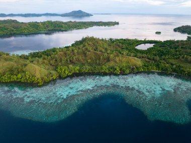 Coral reefs fringe convoluted, tropical islands found in a remote part of the Solomon Islands. This beautiful Melanesian island nation harbors extraordinary marine and terrestrial biodiversity.