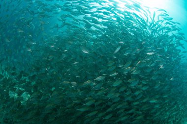 A thick school of scad swims near a reef in Raja Ampat, Indonesia. This region is known for its healthy reefs and fish populations.