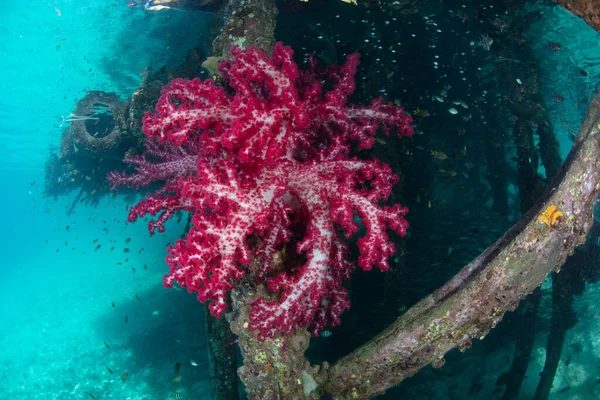 A bright colony of soft coral, Dendonephthya sp., grows under a jetty in Raja Ampat, Indonesia. Soft corals thrive where current brings them plenty of plankton.