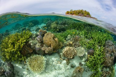 A healthy coral reef thrives in Raja Ampat, Indonesia. This tropical region is known as the heart of the Coral Triangle due to its incredibly high marine biodiversity.