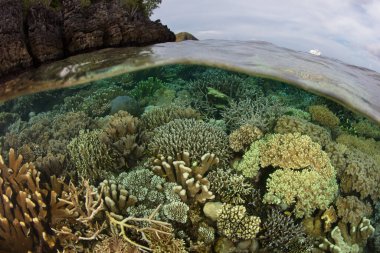 A healthy coral reef thrives in Raja Ampat, Indonesia. This tropical region is known as the heart of the Coral Triangle due to its incredibly high marine biodiversity.