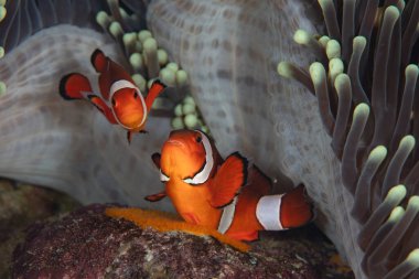 Çiftleşen bir çift sahte palyaço balığı olan Amphiprion ocellaris, Endonezya 'nın Raja Ampat kentindeki bir resifte ev sahibi şakayıklarının yanında yumurtlar. Bu balıklar, ev sahiplerinin koruyucu dokunaçlarının yanına yumurtlar..