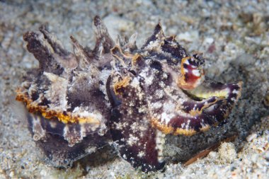 A Flamboyant cuttlefish, Metasepia pfefferi, hunts for prey on a seafloor  in Indonesia. The muscle tissue of this critter is highly toxic making it one of the few cephalopods found to be poisonous.