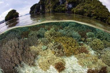 A shallow, healthy coral reef thrives in Raja Ampat, Indonesia. This tropical region is known as the heart of the Coral Triangle due to its incredibly high marine biodiversity.