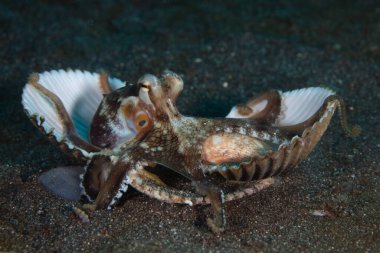 A Coconut octopus, Amphioctopus marginatus, uses an empty clam shell for protection on a black sand seafloor in Lembeh Strait, Indonesia.