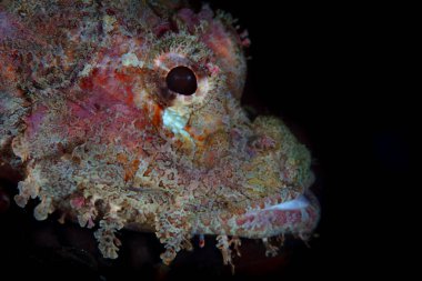 A Tasseled scorpionfish, Scorpaenopsis oxycephala, waits on the seafloor to ambush prey in Lembeh Strait, Indonesia. 