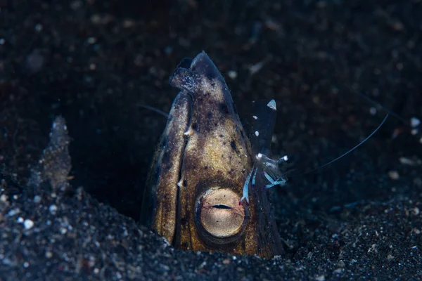 Een Zwarte Zeeslang Ophichthus Cephalozona Steekt Zijn Kop Uit Het — Stockfoto