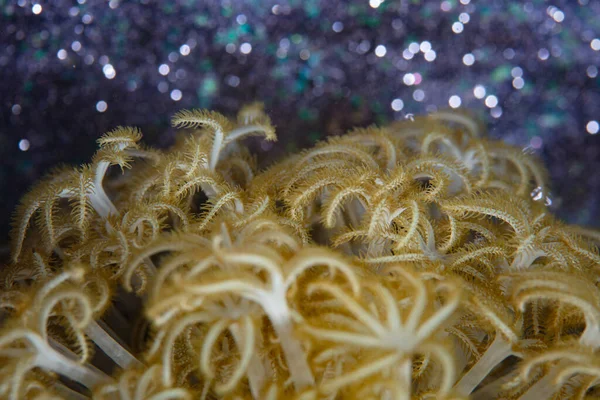 印度尼西亚珊瑚礁上生长的大型软珊瑚息肉的细节 — 图库照片