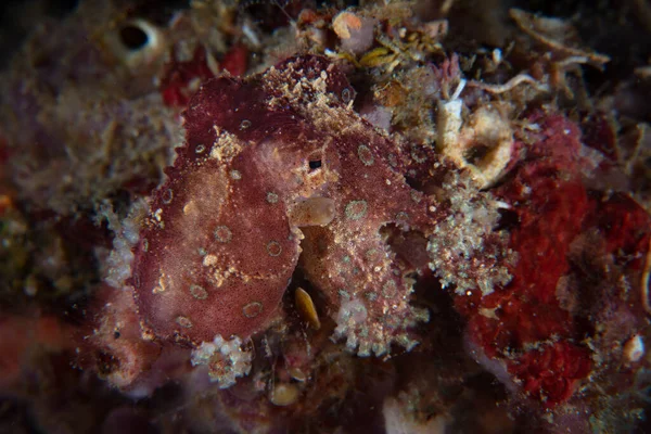 一种蓝环章鱼 Hapalochlaena 与印度尼西亚卢布须海峡的海底混合在一起 这只小头足类动物是世界上最有毒的海洋生物之一 — 图库照片