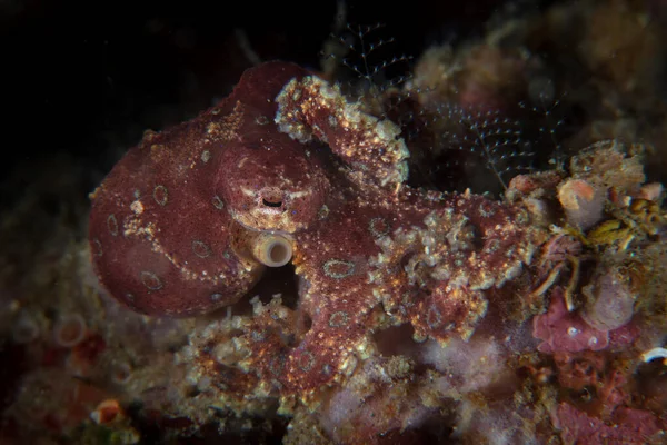 一种蓝环章鱼 Hapalochlaena 与印度尼西亚卢布须海峡的海底混合在一起 这只小头足类动物是世界上最有毒的海洋生物之一 — 图库照片