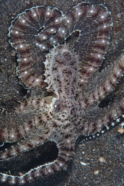 一种拟人章鱼 拟人章鱼 爬过印度尼西亚卢布须海峡的黑沙海底 这种不同寻常的头足类动物可以模仿其他各种海洋动物 — 图库照片