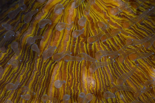 インドネシアのレムベ海峡のサンゴ礁で成長している鮮やかなキノコのサンゴ Fungia の詳細 — ストック写真