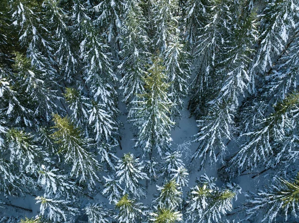 Snow covers a forest of Douglas fir trees in Oregon. This part of the Pacific Northwest is known for its vast natural resources, especially forests.