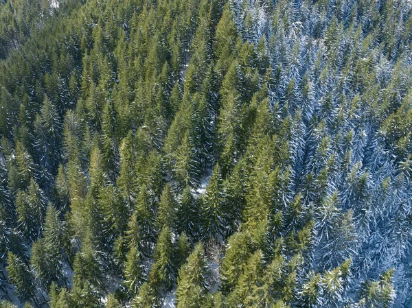 Snow covers a forest of Douglas fir trees in Oregon. This part of the Pacific Northwest is known for its vast natural resources, especially forests.