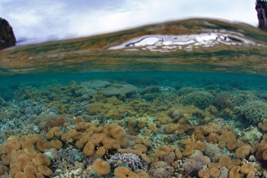 Endonezya 'nın Raja Ampat sığ sularında bir dizi sağlıklı sert ve yumuşak mercan gelişir. Bu tropikal bölge yüksek deniz biyolojik çeşitliliği nedeniyle Mercan Üçgeni 'nin kalbi olarak bilinir..