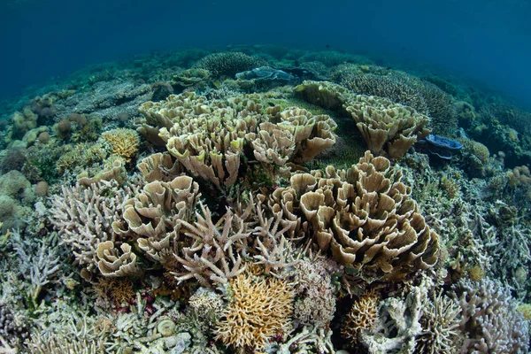 Healthy Coral Grows Thrive Shallows Remote Island Flores Indonesia Tropical — Stock Photo, Image