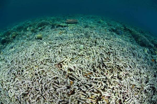 Recife Coral Raso Foi Destruído Por Uma Causa Desconhecida Perto — Fotografia de Stock