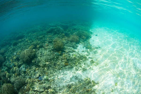 산호는 인도네시아의 플로레스 모래사장 가장자리까지 자랍니다 지역에 식지가 — 스톡 사진