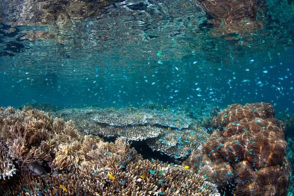 Una Serie Coralli Duri Molli Sani Prosperano Nelle Basse Profondità — Foto Stock