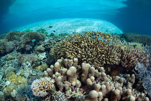 Coral Saudável Cresce Prosperar Nas Águas Rasas Perto Uma Ilha — Fotografia de Stock