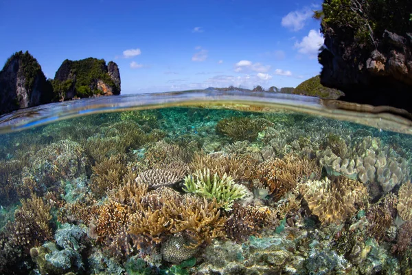 Una Variedad Corales Sanos Duros Blandos Prosperan Las Aguas Poco —  Fotos de Stock