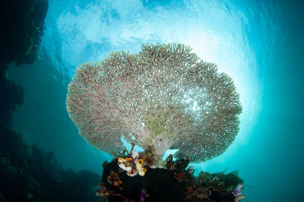 Fragile Table Coral Acropora Grows Reef Drop Raja Ampat Indonesia — Stock Photo, Image
