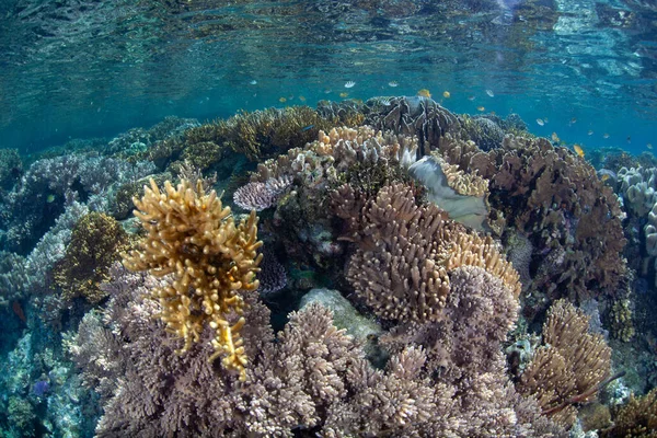 在印度尼西亚Raja Ampat的浅滩 一系列健康的硬珊瑚和软珊瑚茁壮成长 这个热带地区因其海洋生物多样性高而被称为珊瑚三角区的中心 — 图库照片