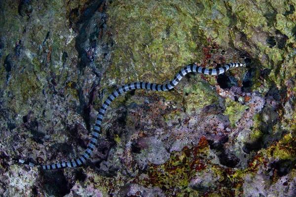 在拉贾 安帕塔的岩石岛上 一条条状的海带拉古达 科勒布里纳 Laticauda Colubrina 沿着浅浅的石灰岩墙游动 这种剧毒的海蛇可以屏住呼吸长达20分钟 — 图库照片