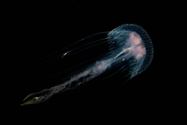 Jellyfish Pelagia Noctiluca Swims Night Time Waters Raja Ampat Indonesia — Stock Photo, Image